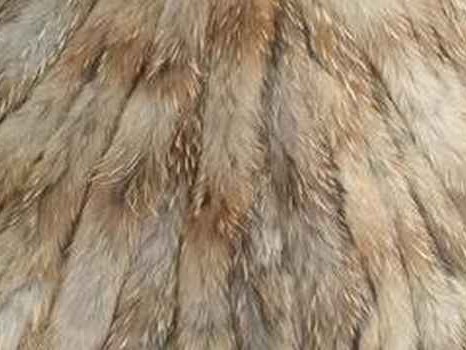 寒冬里的奢华守护者 揭秘貉子毛的温暖奥秘