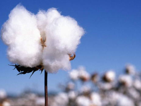 棉花走进中国千家万户的漫长旅程