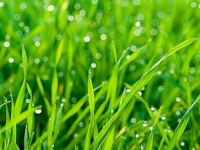 小草不只有一种绿，它的颜色超乎你的想象